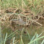 Croc Found in Texas River