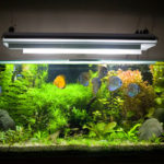 Guest Article – How to Build a Zen Fish Tank
