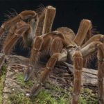 Scary and Deadly Bugs — What Makes You ‘Bug Out’?